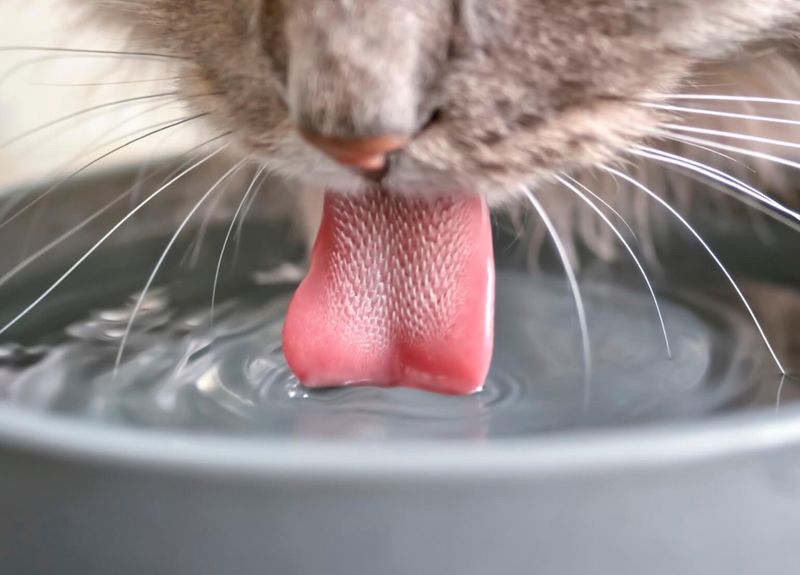 Cat Water Intake Calculator How Much Should a Cat Drink?